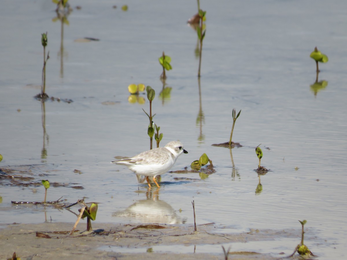 Пісочник жовтоногий - ML646718409