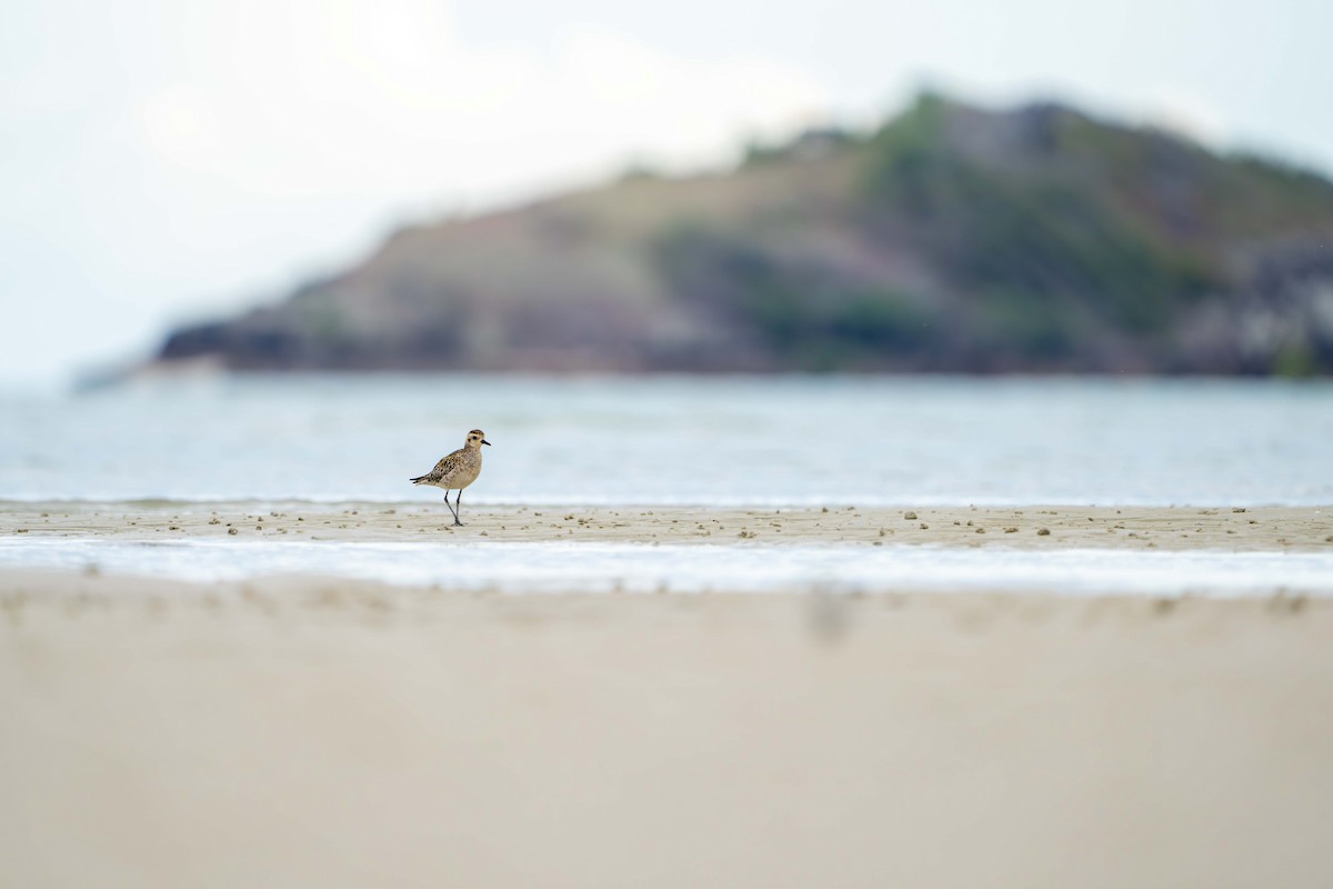 太平洋金斑鴴 - ML646718410