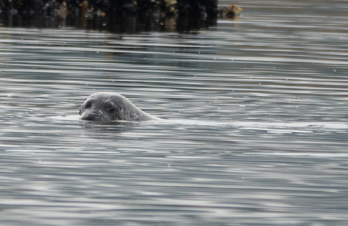 Harbor Seal - ML646718411
