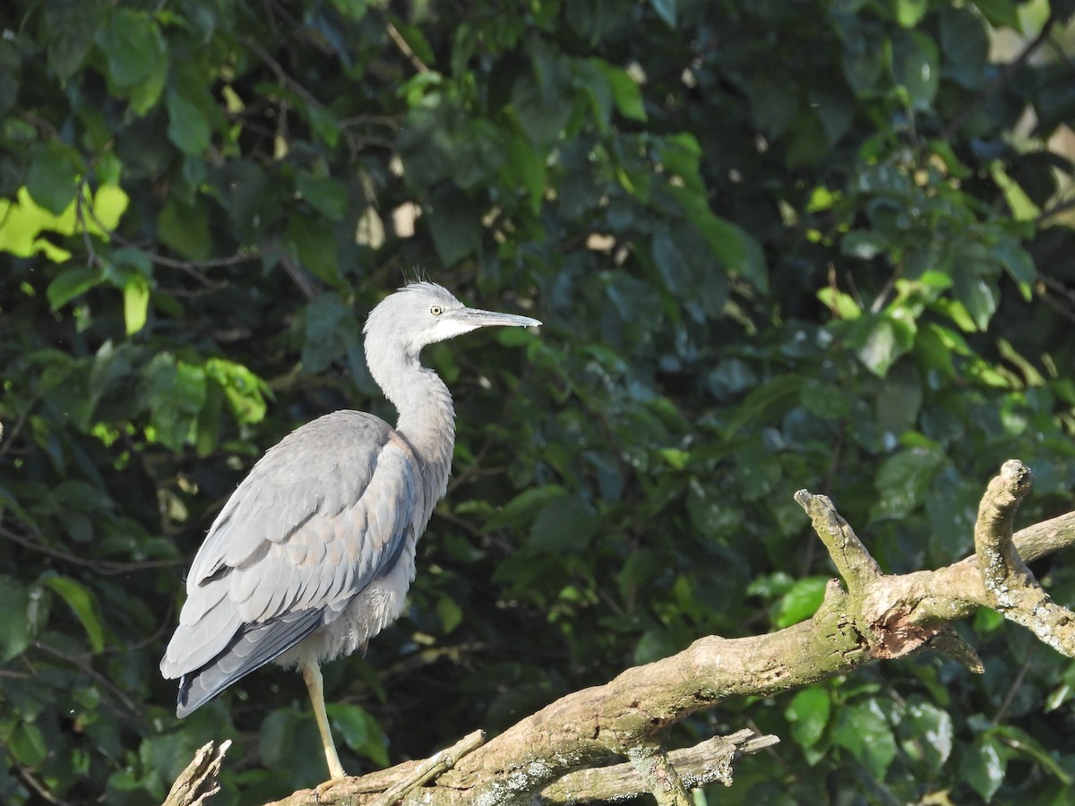 Weißwangenreiher - ML646718413
