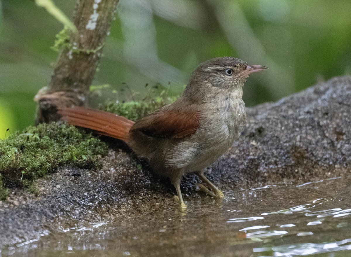 Курутія колумбійська - ML646718415