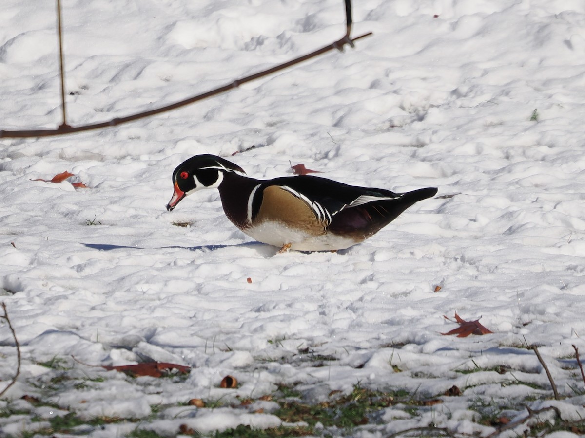 Wood Duck - ML646718417