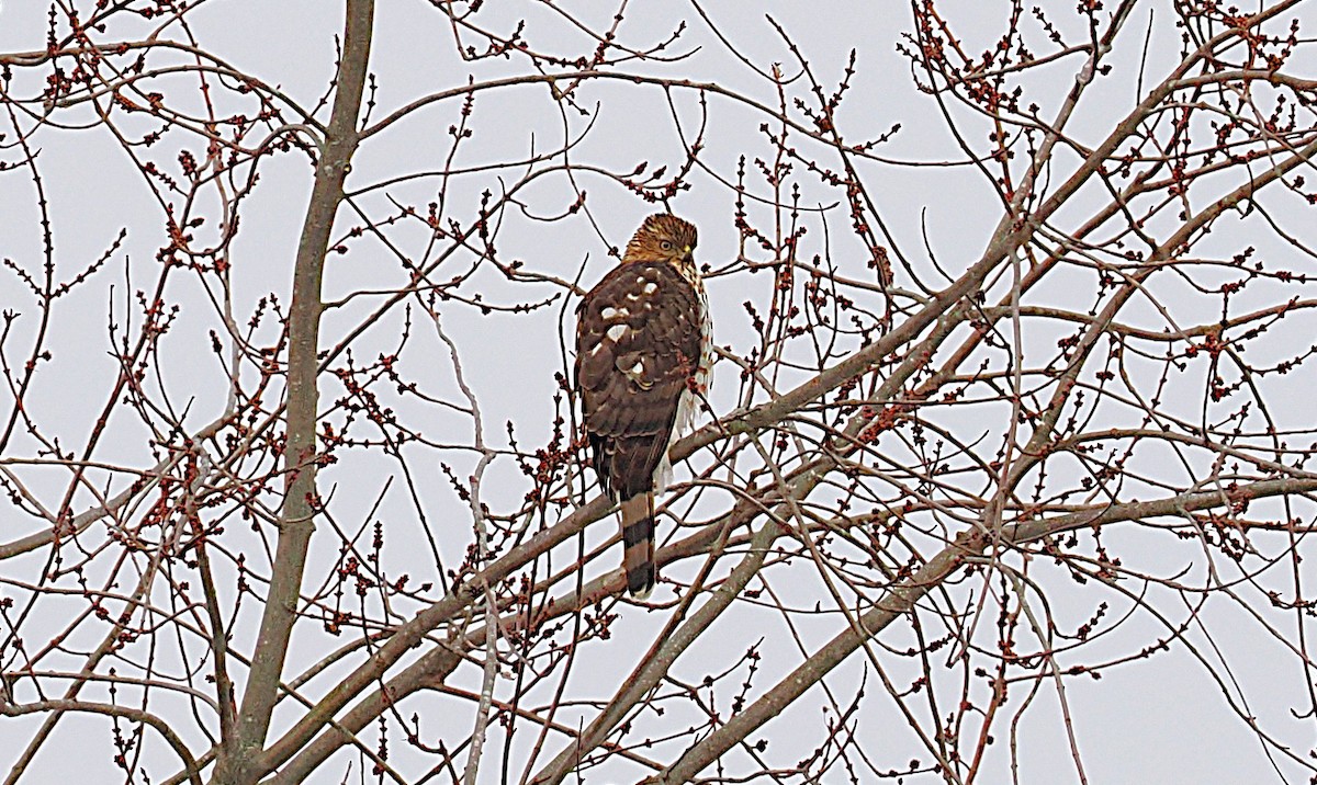 Cooper's Hawk - ML646718421