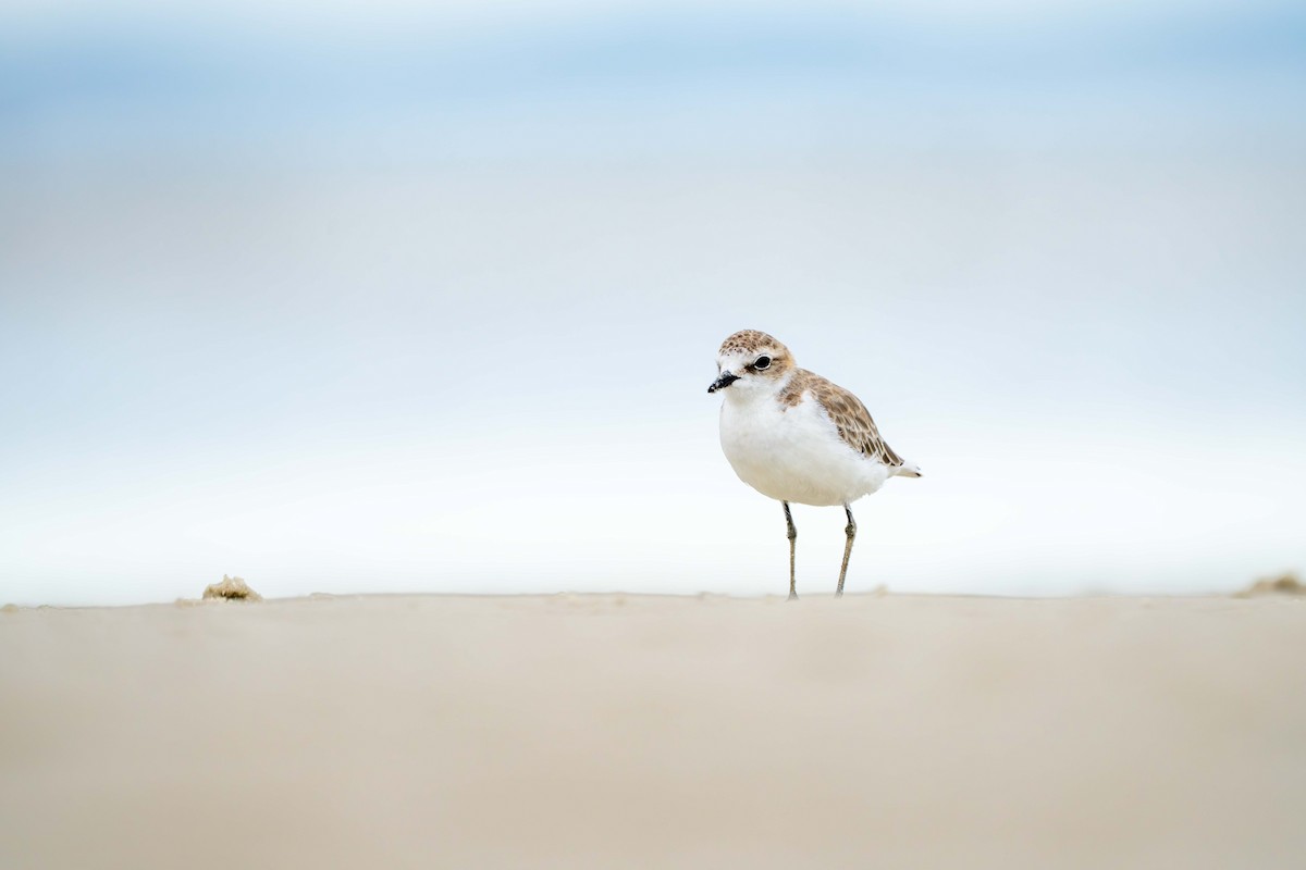 Red-capped Plover - ML646718423