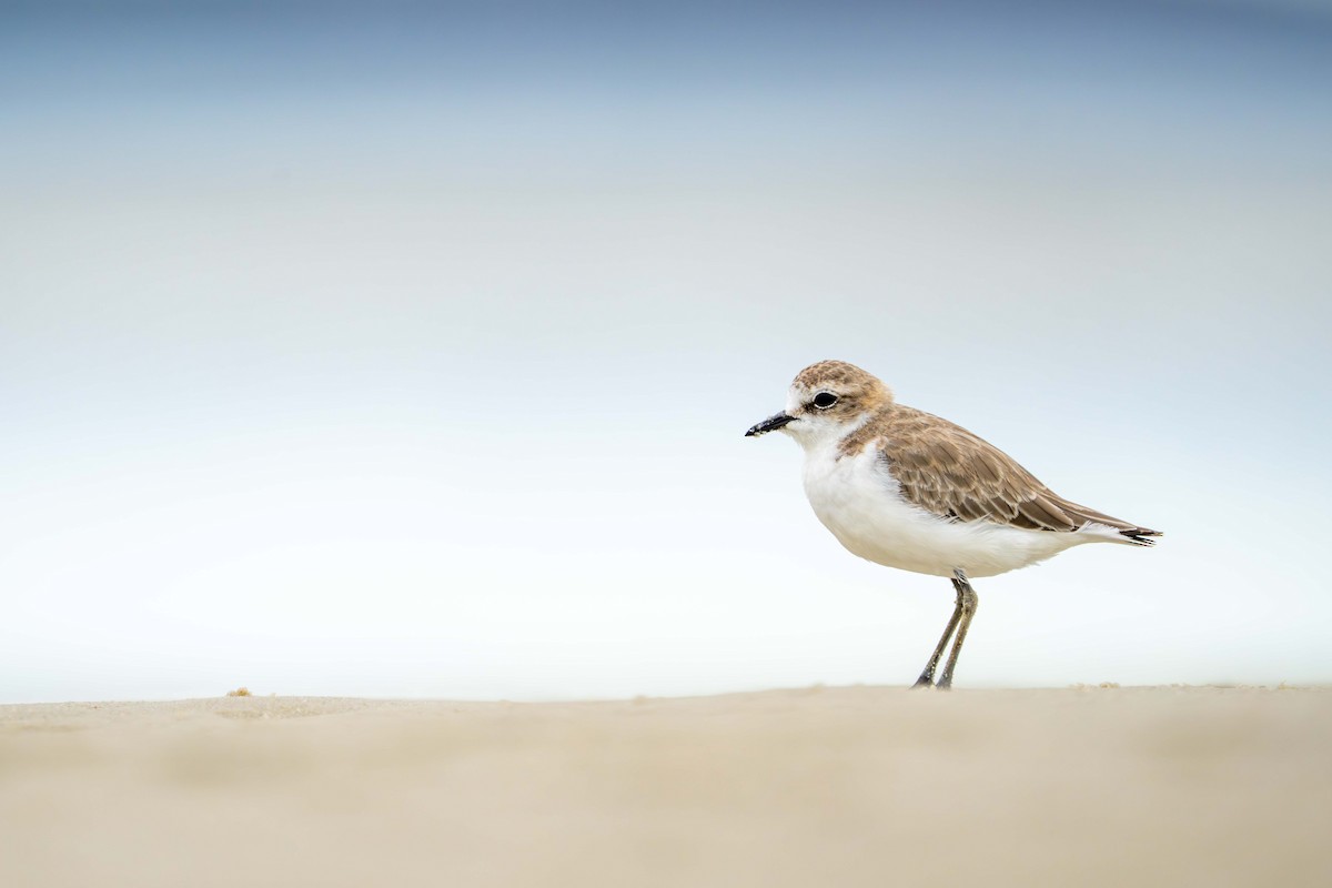Red-capped Plover - ML646718424