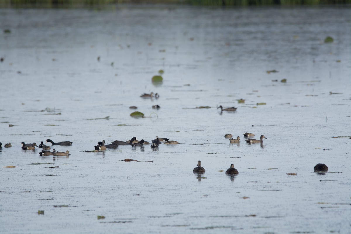 Zertzeta hegalurdina - ML646718427