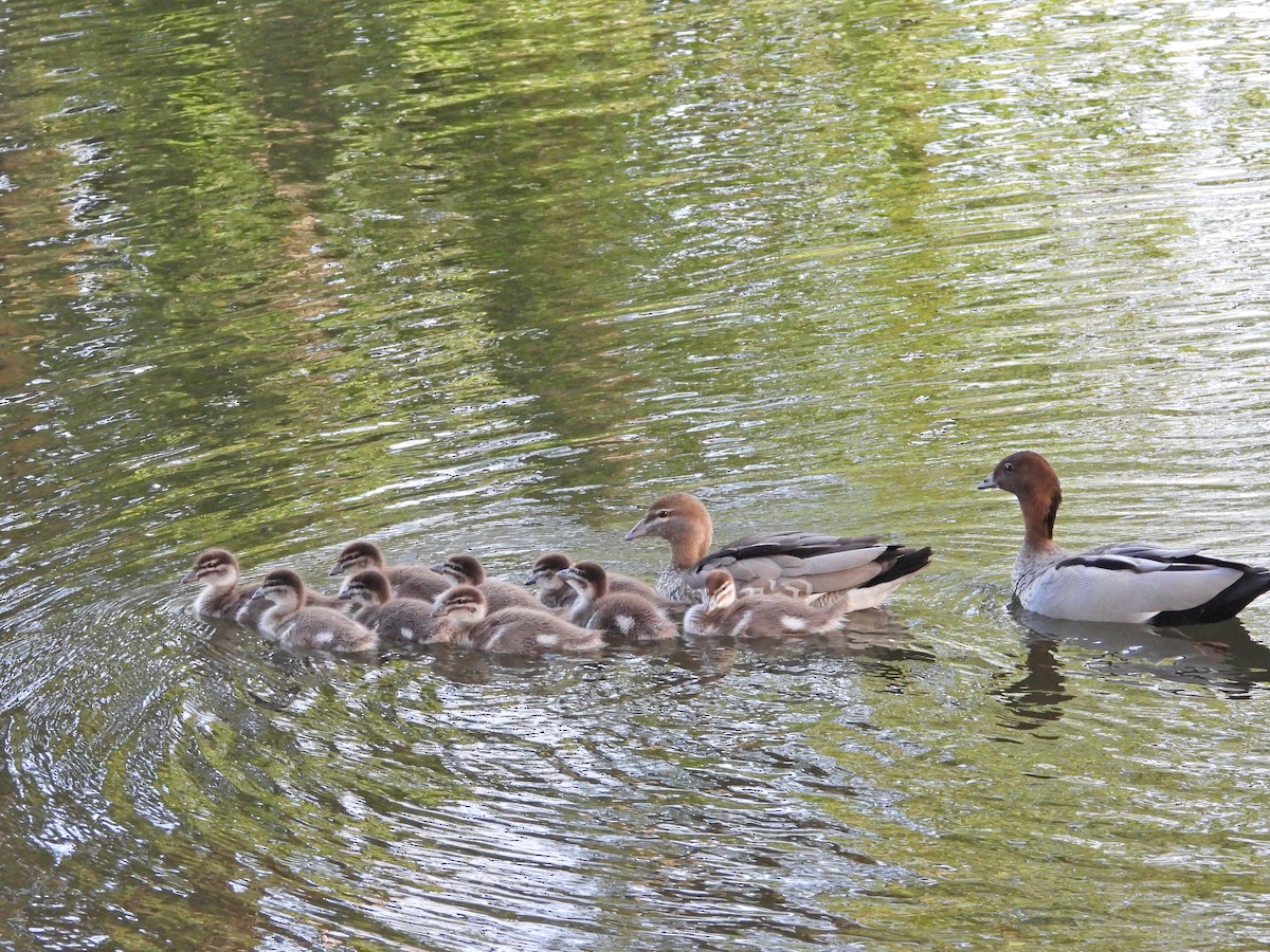 Mähnenente - ML646718430