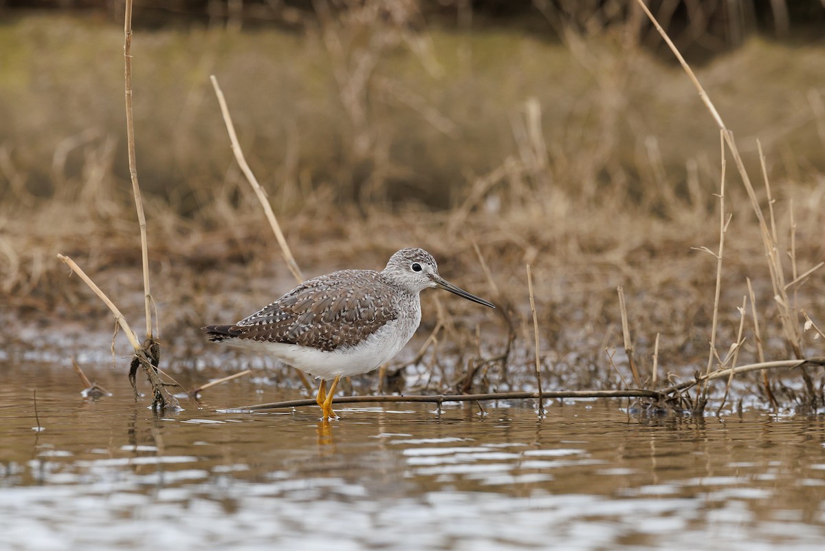 Greater Yellowlegs - ML646718431