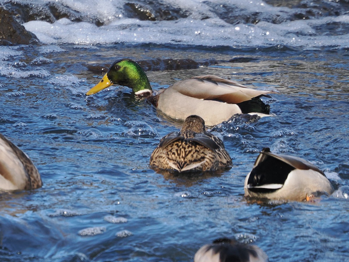 Зэрлэг нугас - ML646718432