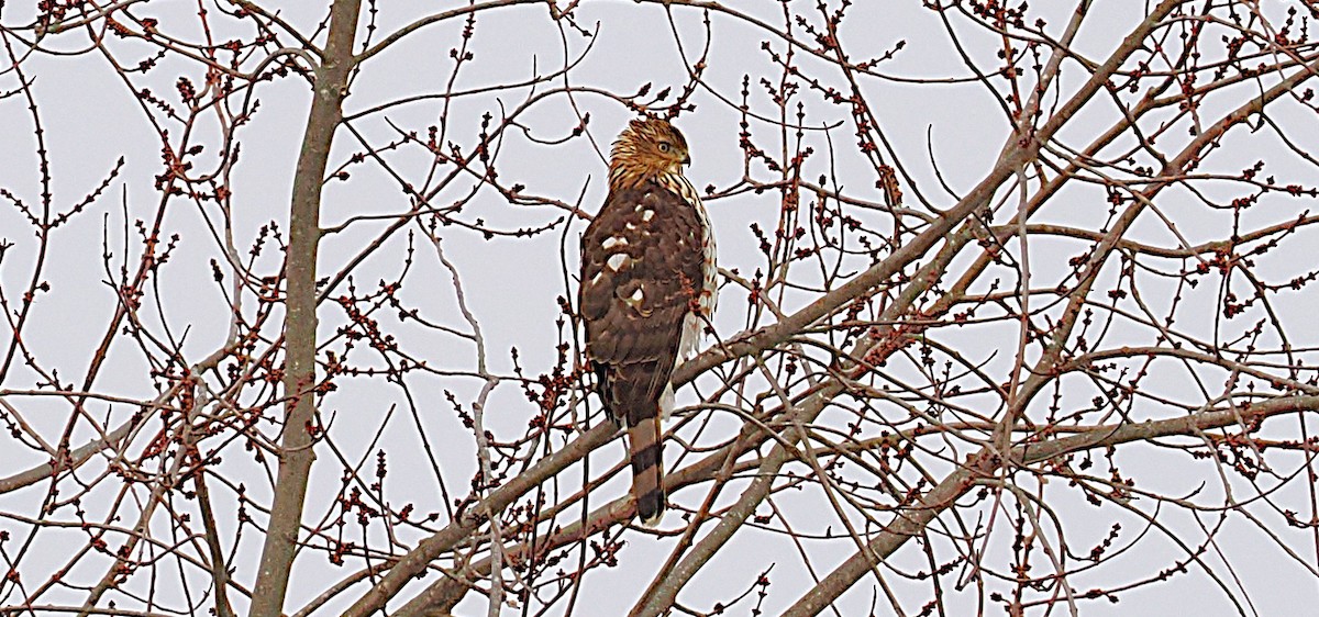 Cooper's Hawk - ML646718436