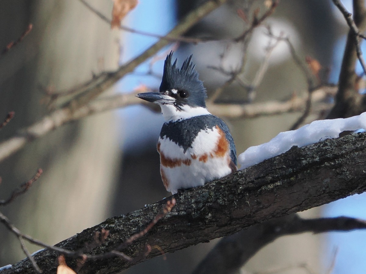 Belted Kingfisher - ML646718438