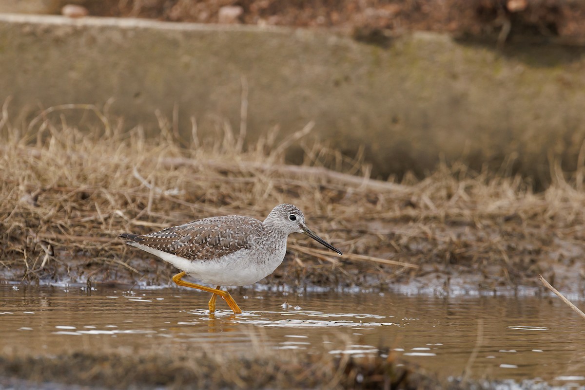 Greater Yellowlegs - ML646718440