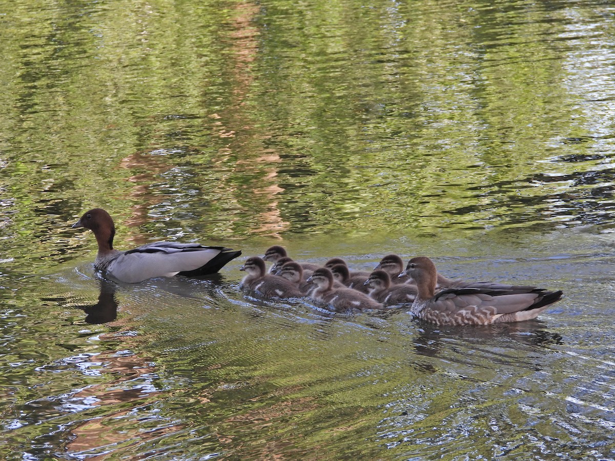 Mähnenente - ML646718442