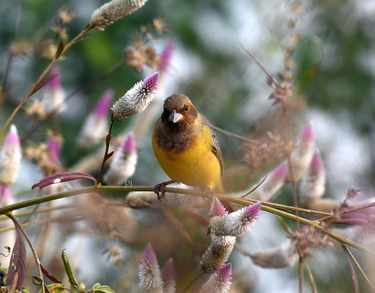 Хүрэн толгойт хөмрөг - ML646718448