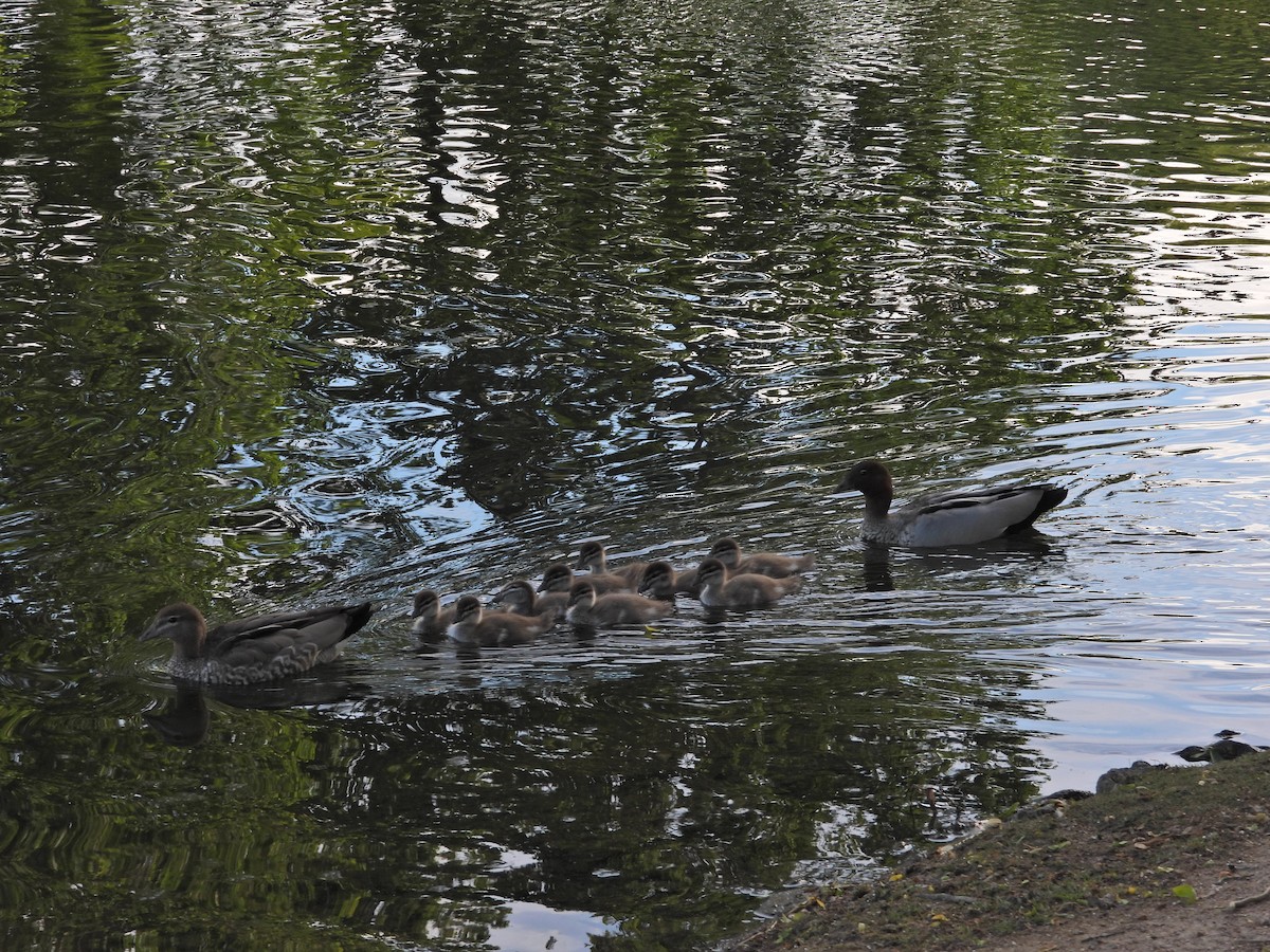 Mähnenente - ML646718450