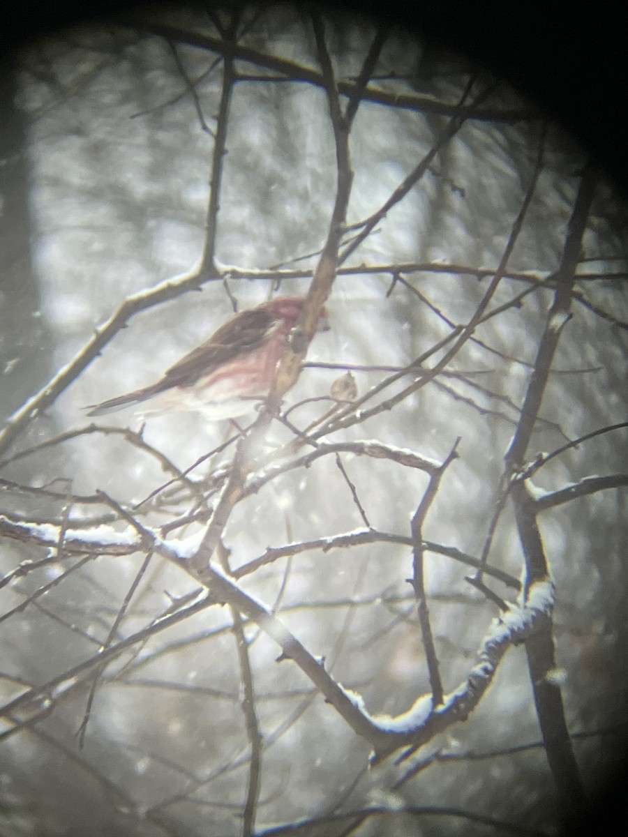 ムラサキマシコ - ML646718453