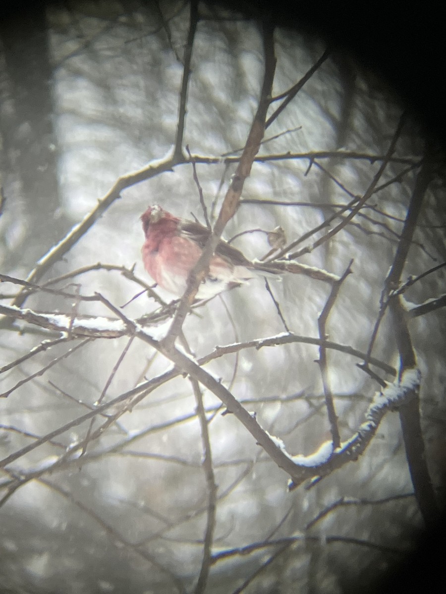 ムラサキマシコ - ML646718454