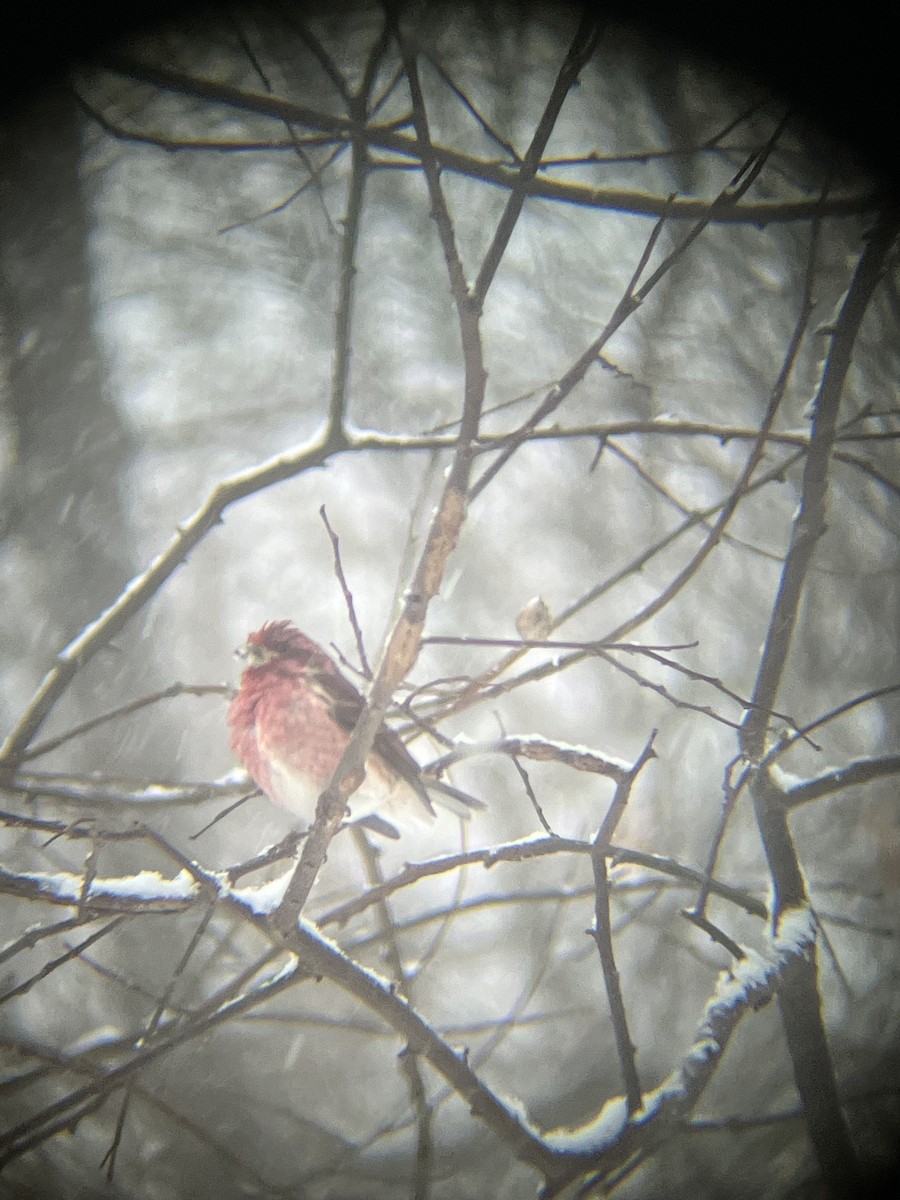 ムラサキマシコ - ML646718455