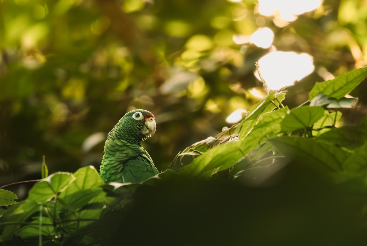 Amazone de Porto Rico - ML646718456