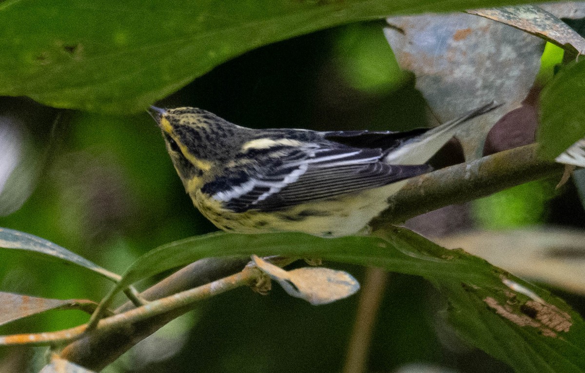 Blackburnian Warbler - ML646718457