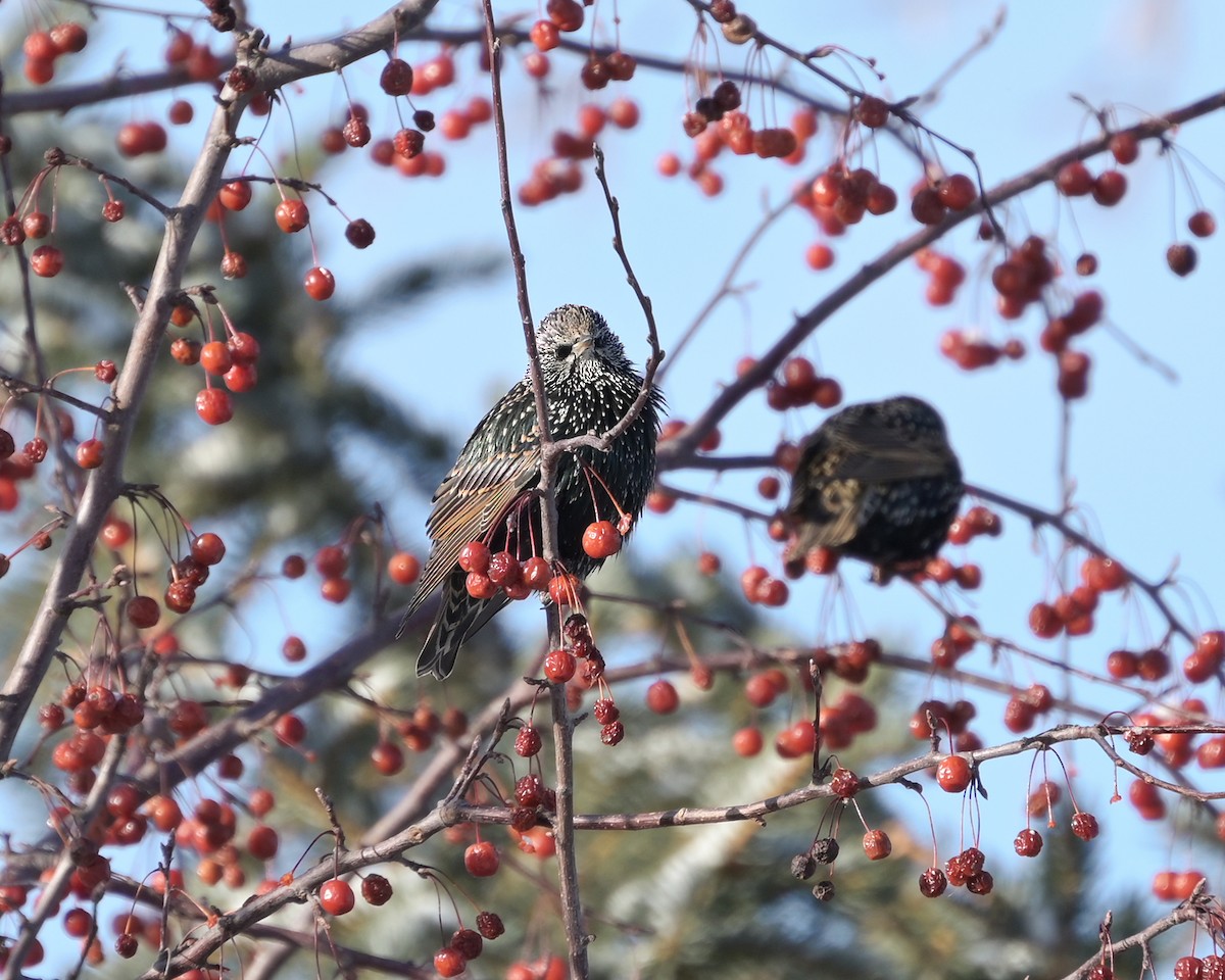 זרזיר מצוי - ML646718459