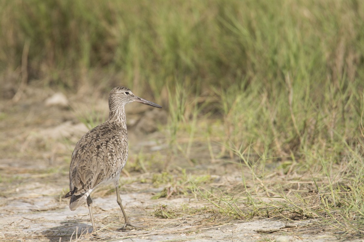 Willet - ML646718460