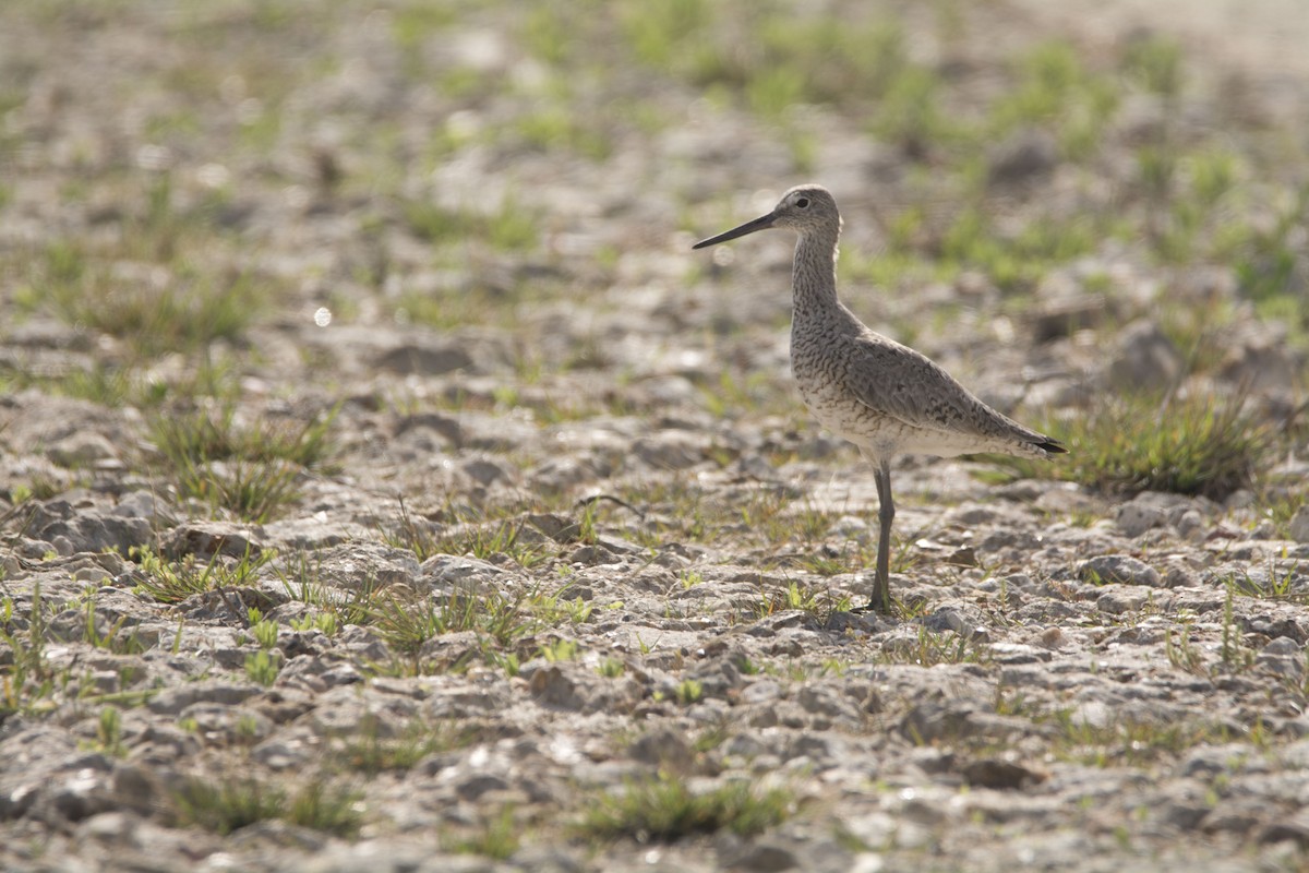 Willet - ML646718461