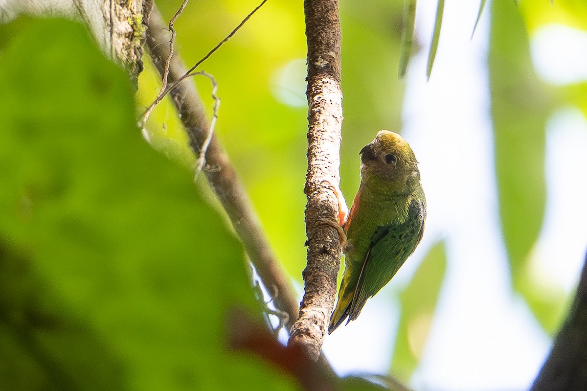 Yellow-capped Pygmy-Parrot - ML646718463