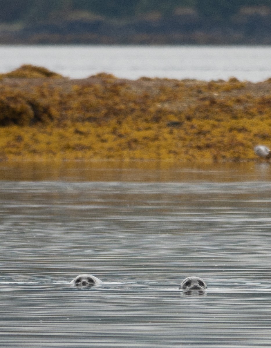 Harbor Seal - ML646718464