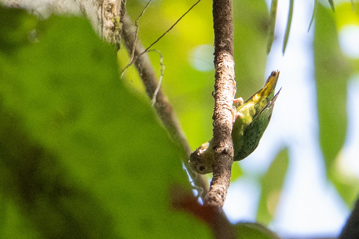 Yellow-capped Pygmy-Parrot - ML646718466