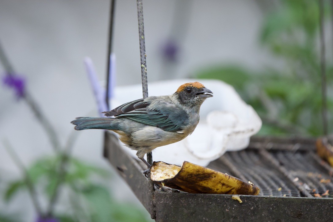 Scrub Tanager - ML646718468