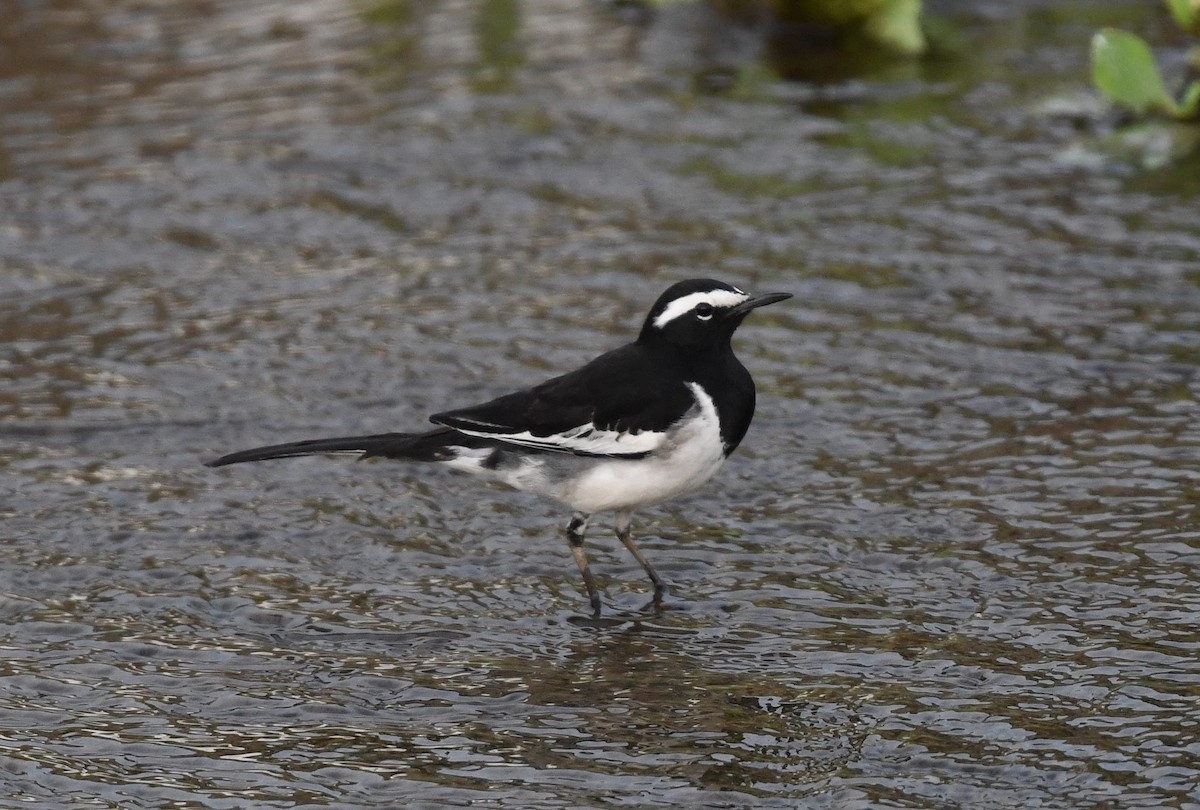 Bergeronnette indienne - ML646718469