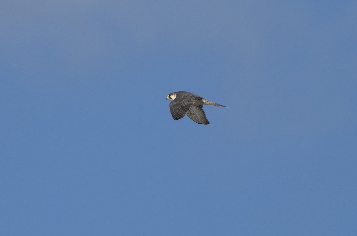 בז נודד - ML646718470