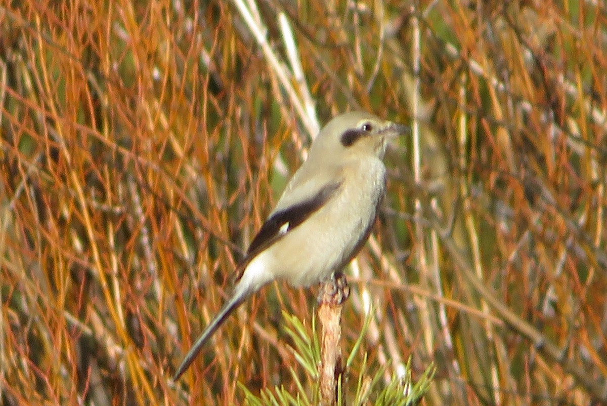 ťuhýk severní - ML646718471