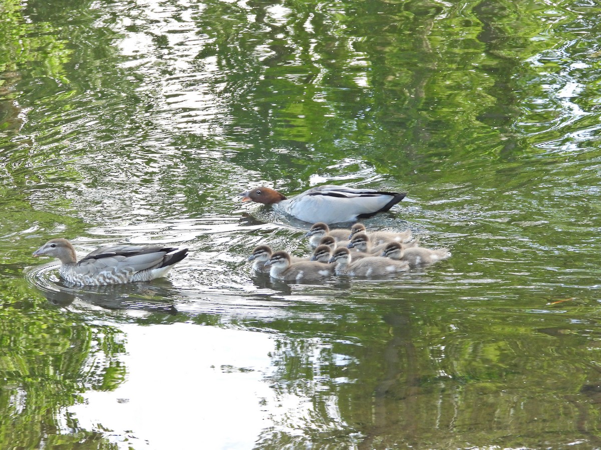 Mähnenente - ML646718473