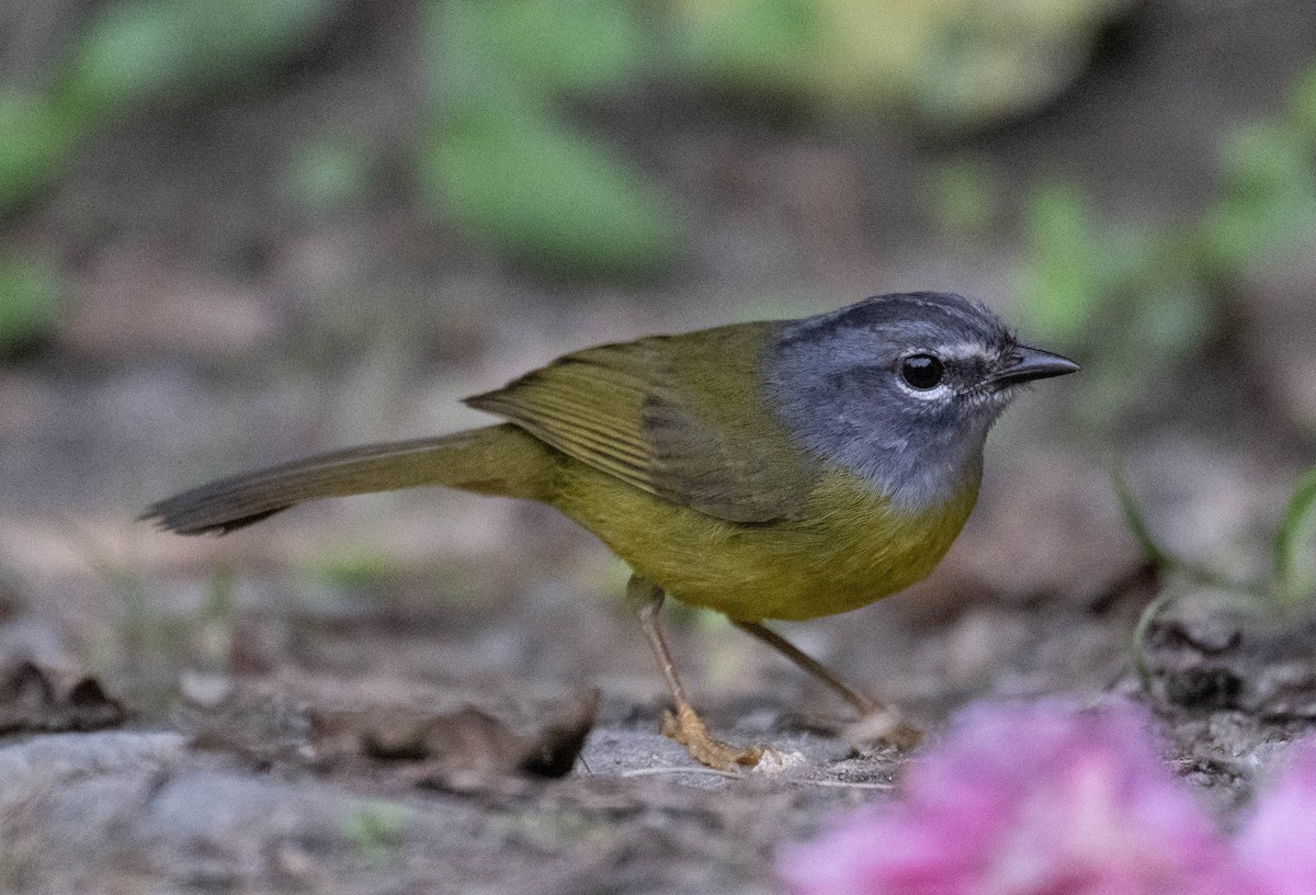 Коронник колумбійський - ML646718474