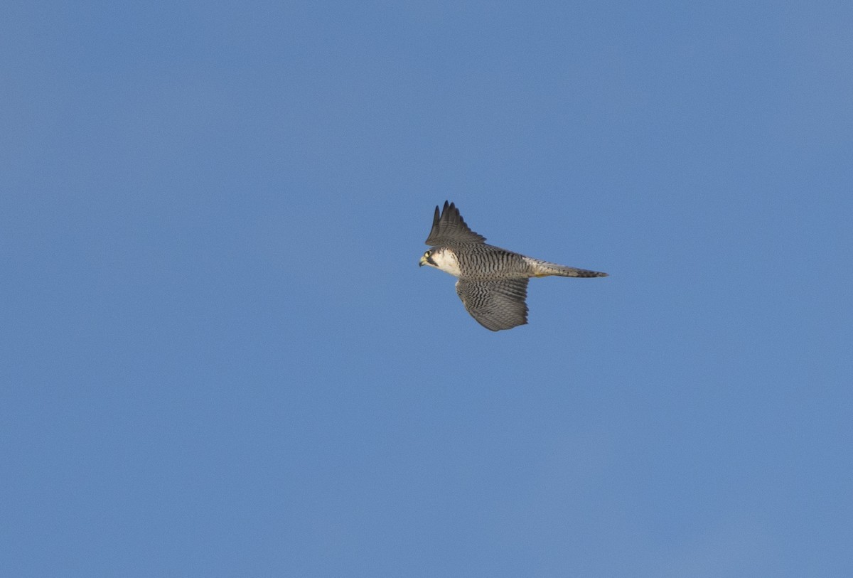 בז נודד - ML646718475