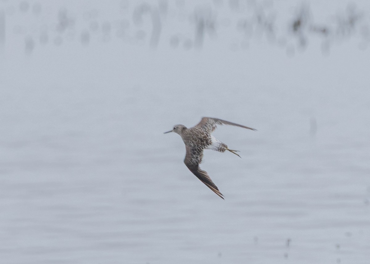 Andarríos Bastardo - ML646718476