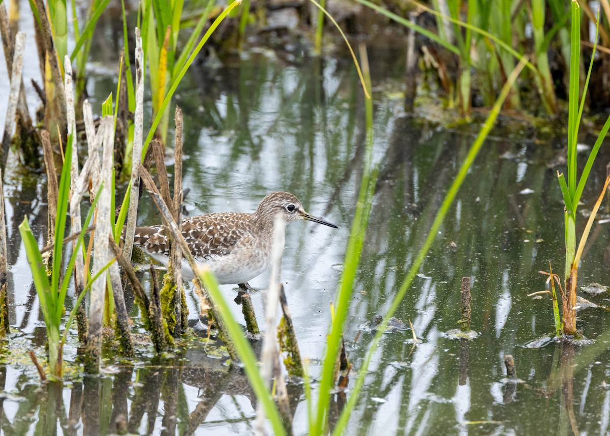 Andarríos Bastardo - ML646718477