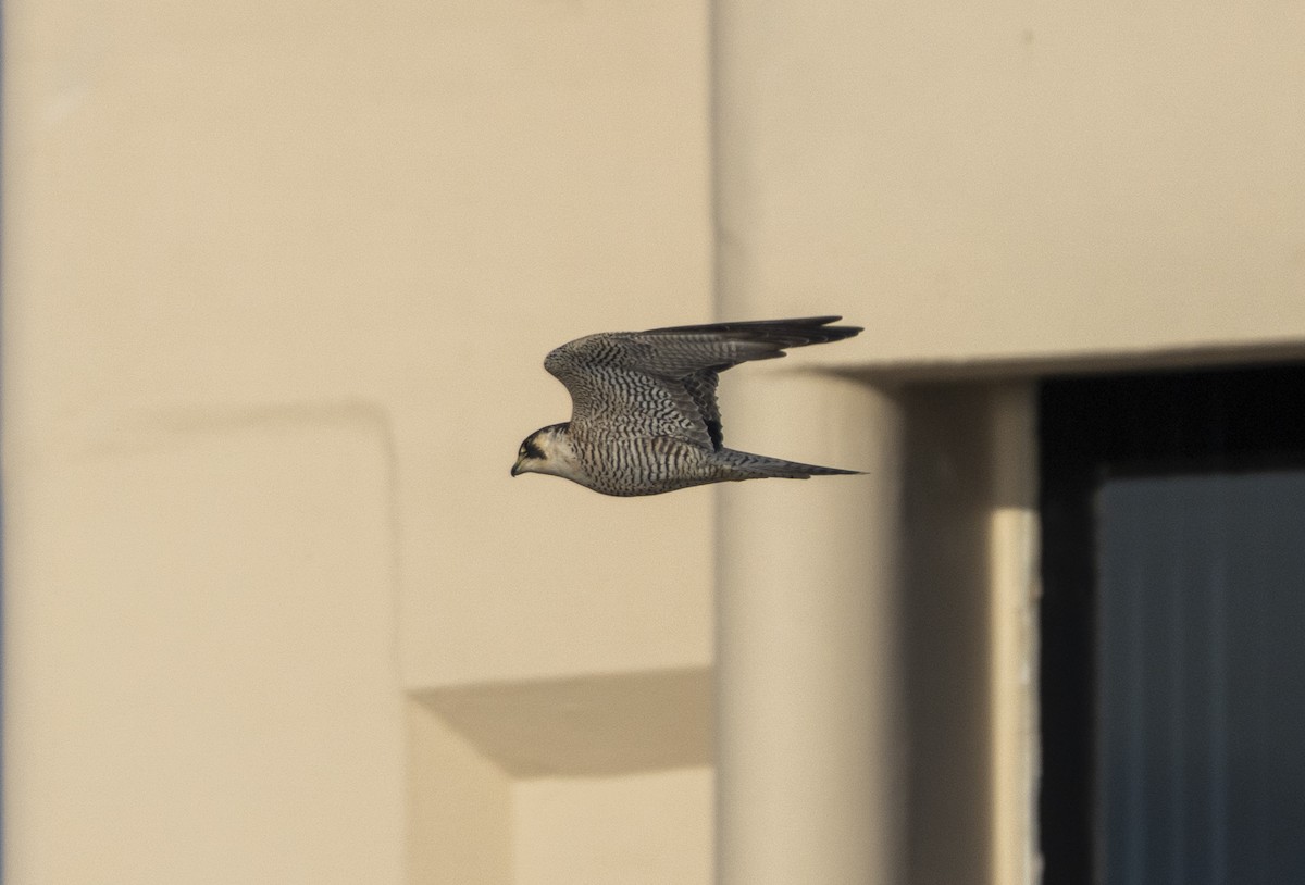 בז נודד - ML646718478