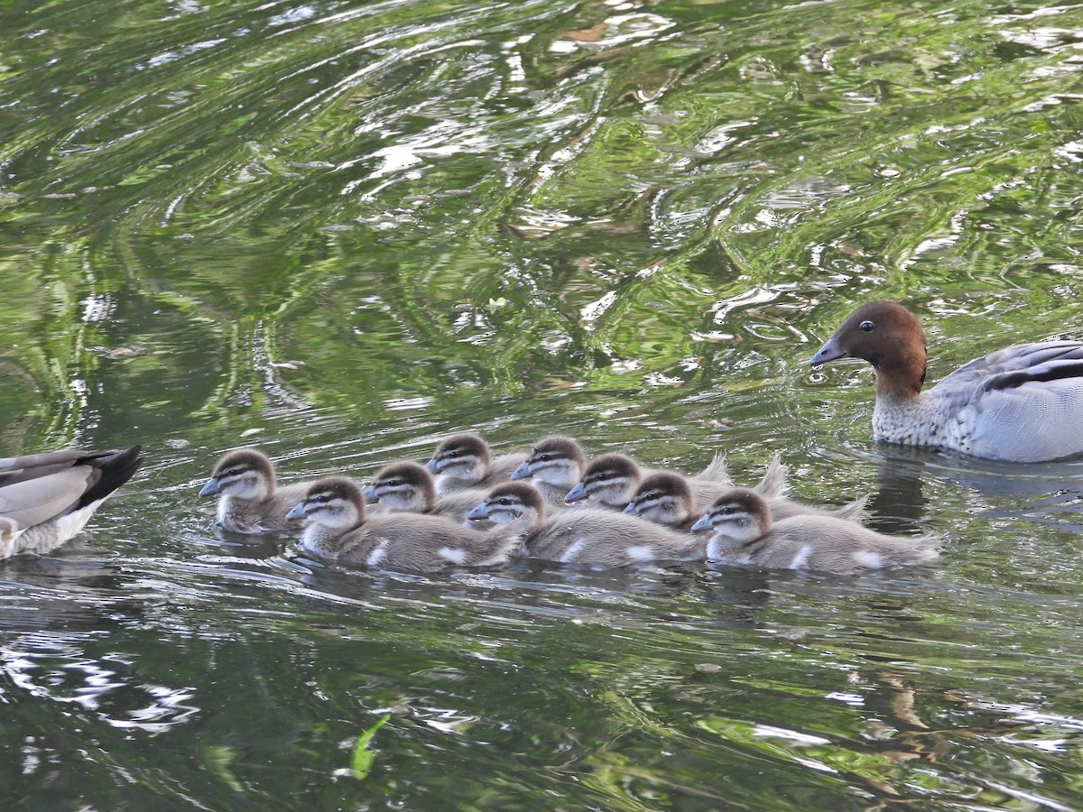 Mähnenente - ML646718480