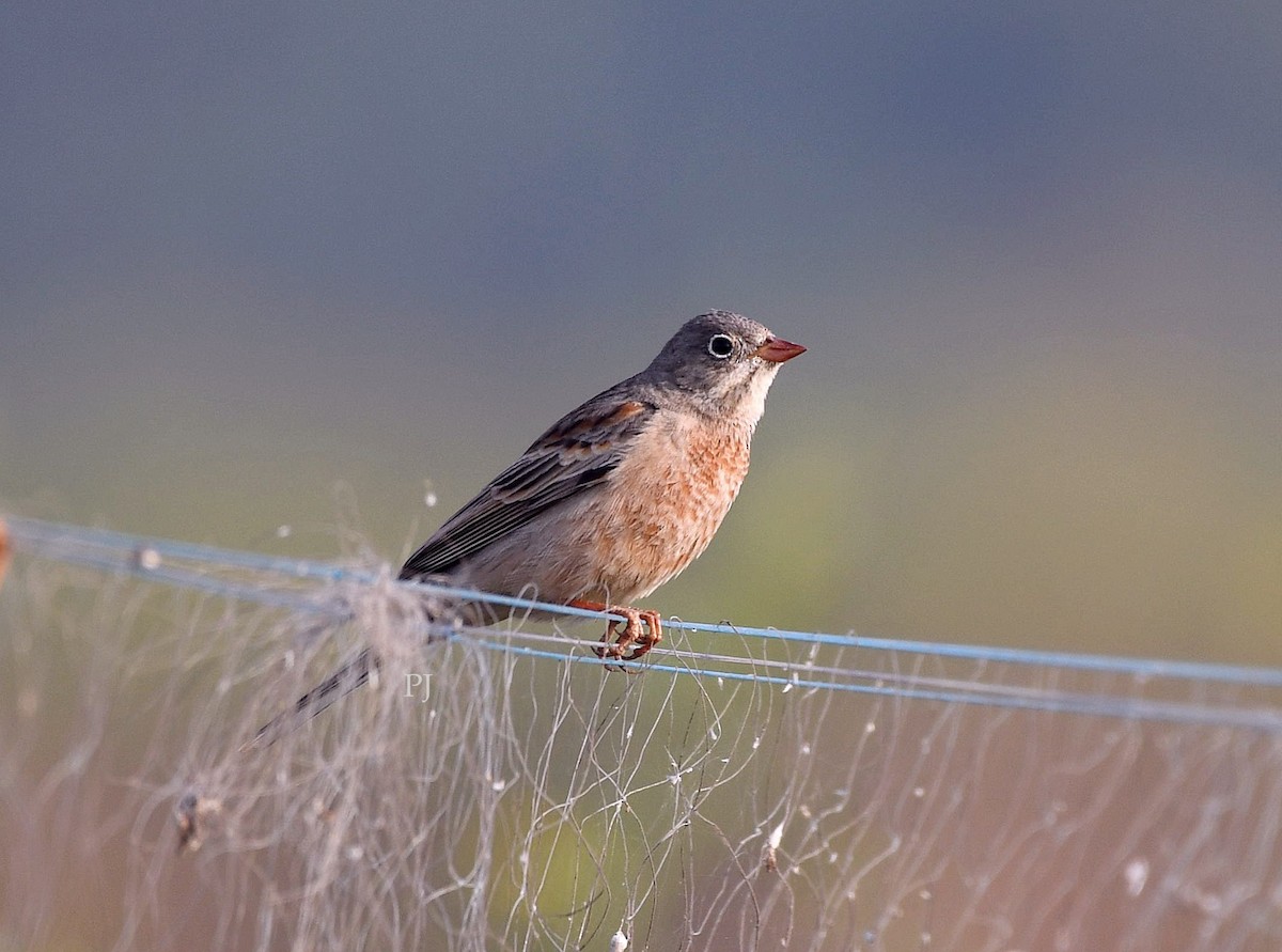 Хөхлөрийн хөмрөг - ML646718481