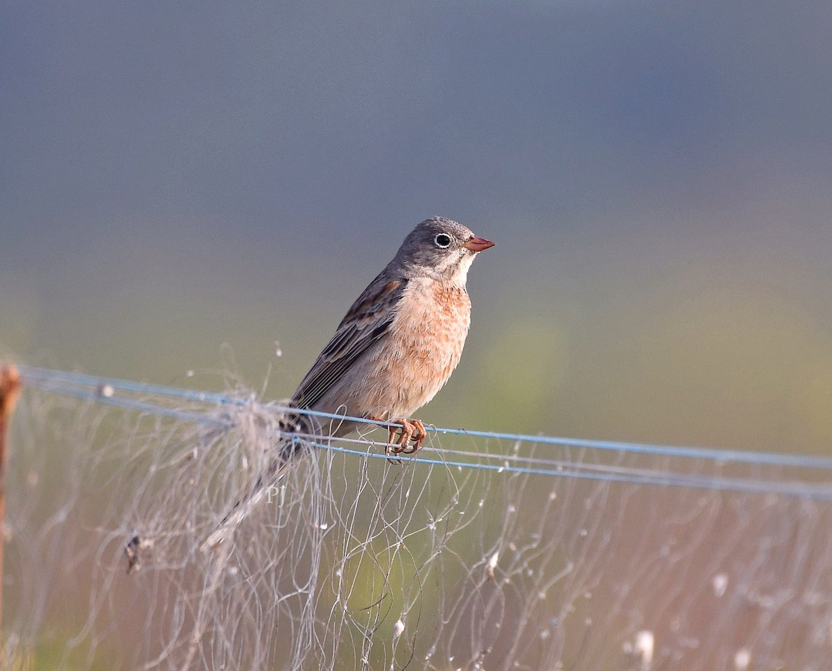 Хөхлөрийн хөмрөг - ML646718482