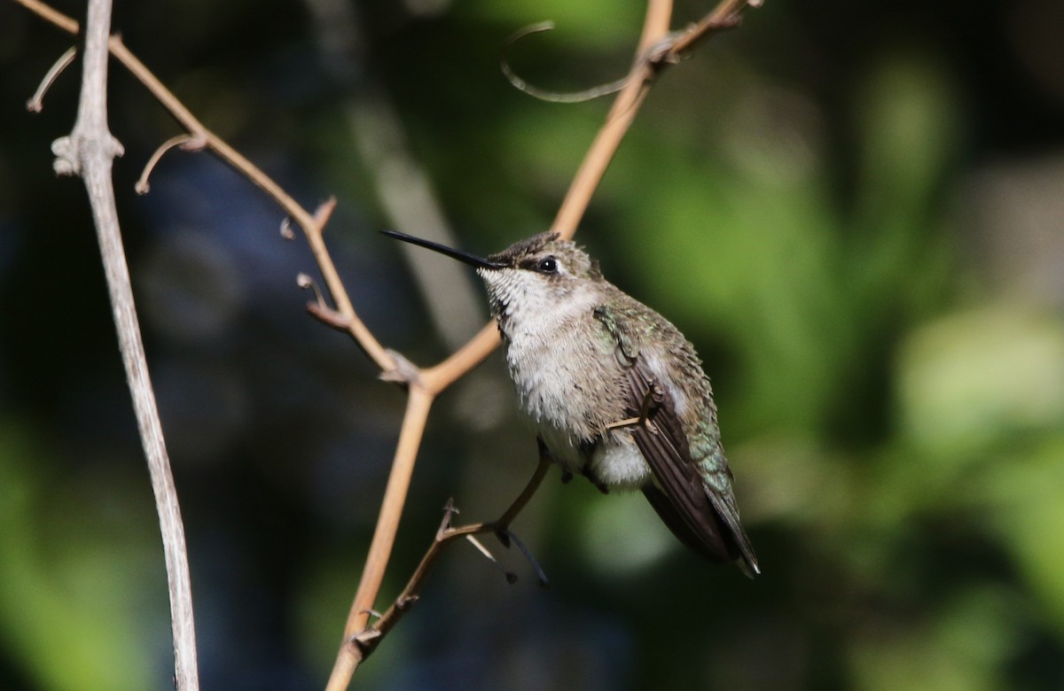 Colibri à gorge rubis - ML646718483