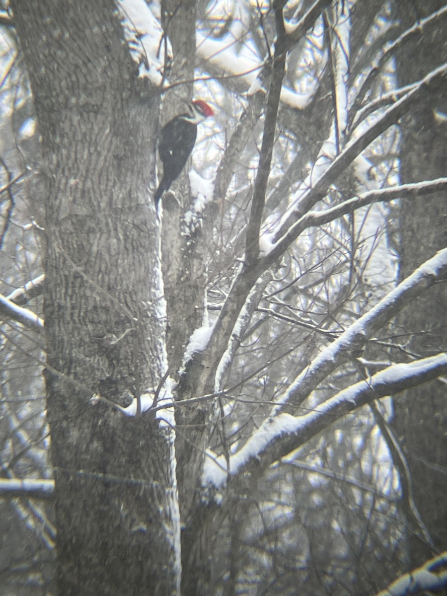 エボシクマゲラ - ML646718486