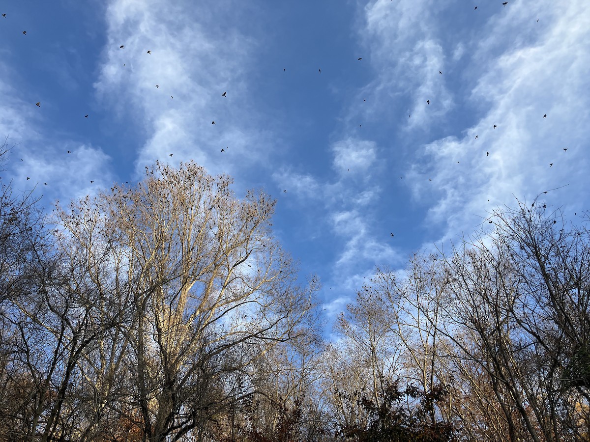 Purpurgrackel - ML646718488