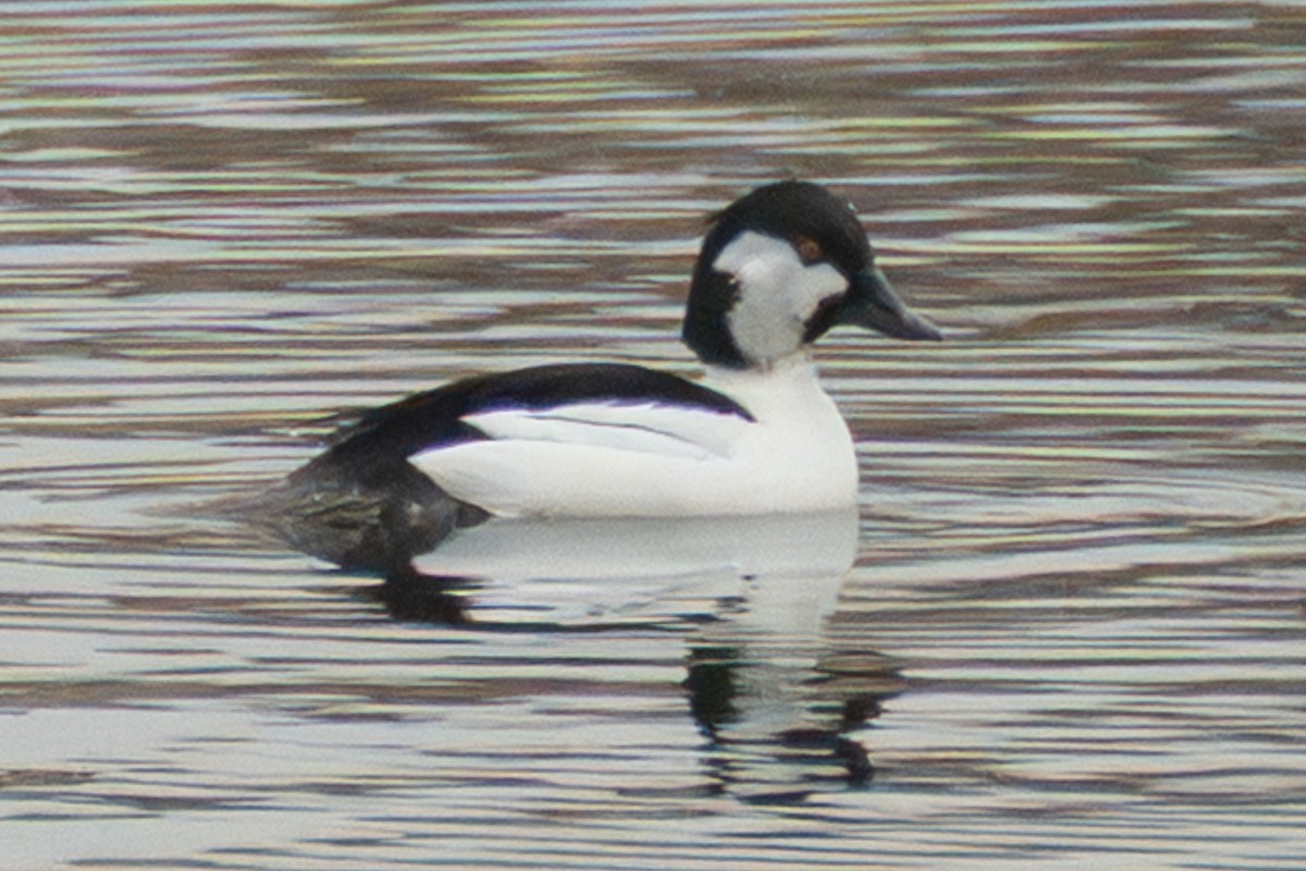 Bufflehead x Common Goldeneye (hybrid) - ML646718491