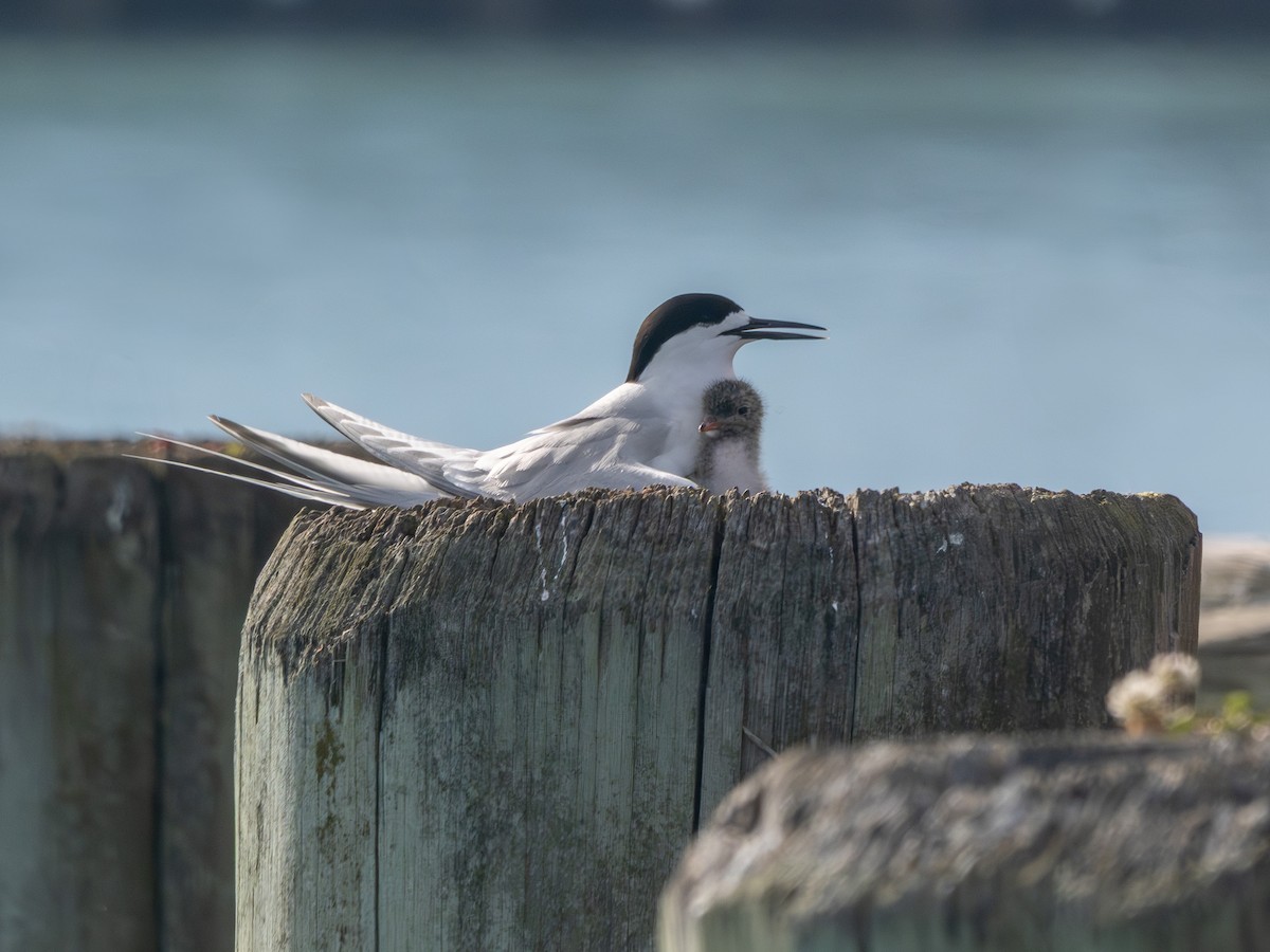 Ak Alınlı Sumru - ML646718492