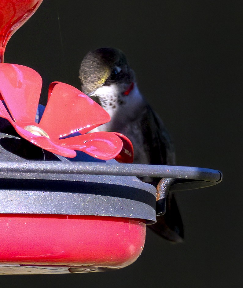 Colibri à gorge rubis - ML646718496