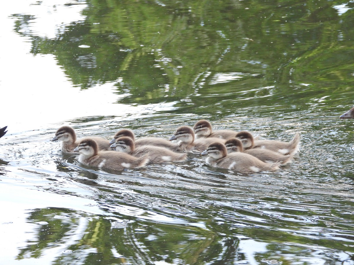 Mähnenente - ML646718497